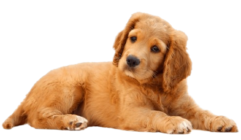 70% of dogs over